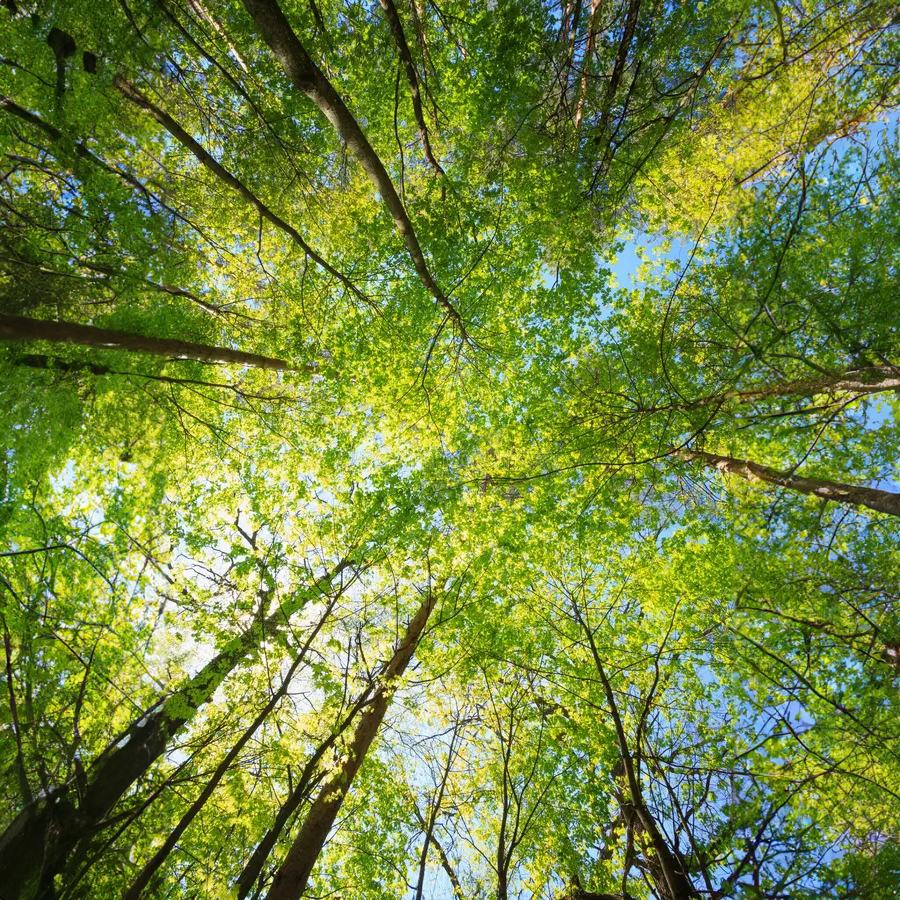 Looking up into a sunlit forest canopy