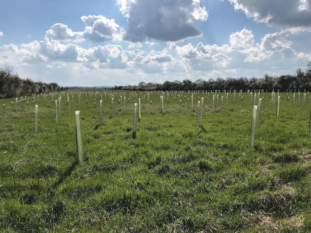 A reforestation site with rows of newly planted saplings in tree guards